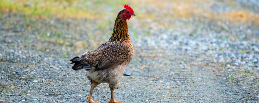 how to get rid of poultry smell from chicken