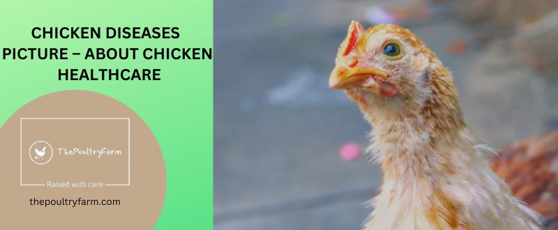 CHICKEN DISEASES PICTURE – ABOUT CHICKEN HEALTHCARE