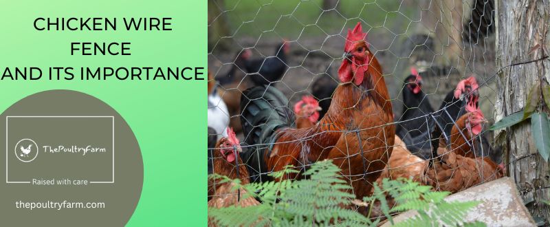 CHICKEN WIRE FENCE AND ITS IMPORTANCE