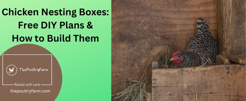 Chicken Nesting Boxes: Free DIY Plans & How to Build Them